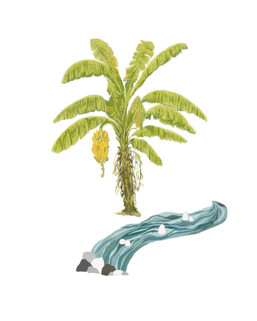 Dibujo de una Mata de pl&aacute;tano y una quebrada abajo.