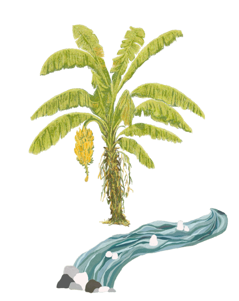 Dibujo de una Mata de pl&aacute;tano y una quebrada abajo.